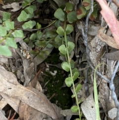 Asplenium flabellifolium (Necklace Fern) at Wamboin, NSW - 11 Dec 2021 by Ned_Johnston