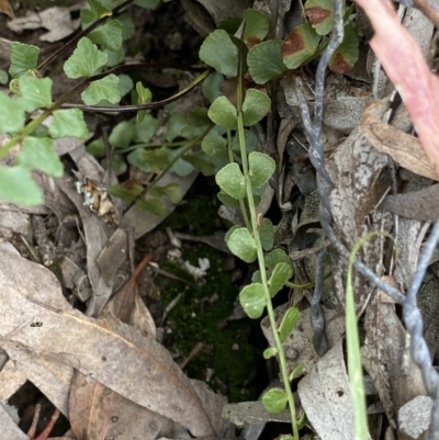 Asplenium flabellifolium (Necklace Fern) at Wamboin, NSW - 12 Dec 2021 by NedJohnston