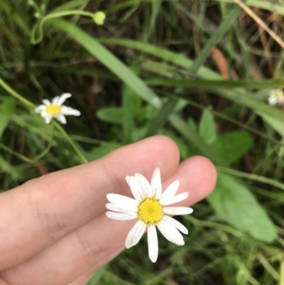 Brachyscome aculeata (Hill Daisy) at Six Mile TSR - 15 Jan 2022 by Tapirlord