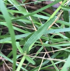 Brachyscome aculeata at Bungendore, NSW - 15 Jan 2022 11:03 AM