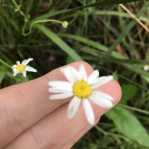 Brachyscome aculeata at Bungendore, NSW - 15 Jan 2022 11:03 AM