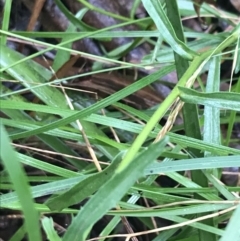 Brachyscome aculeata at Bungendore, NSW - 15 Jan 2022 11:03 AM