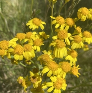 Senecio pinnatifolius var. alpinus at Cotter River, ACT - 28 Dec 2021