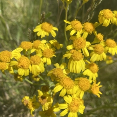 Senecio pinnatifolius var. alpinus at Cotter River, ACT - 28 Dec 2021 by Ned_Johnston