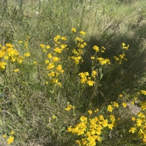 Senecio pinnatifolius var. alpinus at Cotter River, ACT - 28 Dec 2021