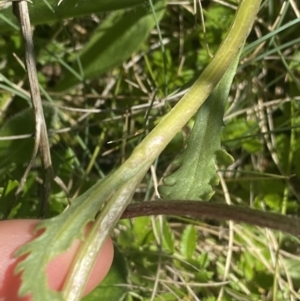 Senecio pinnatifolius var. alpinus at Cotter River, ACT - 28 Dec 2021