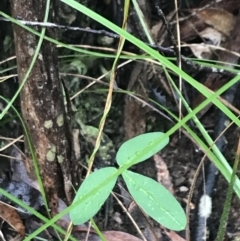 Glycine microphylla at Captains Flat, NSW - 15 Jan 2022 11:04 AM