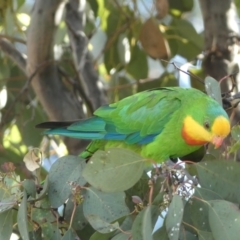 Polytelis swainsonii (Superb Parrot) at Mount Ainslie to Black Mountain - 19 Jan 2022 by Steve_Bok