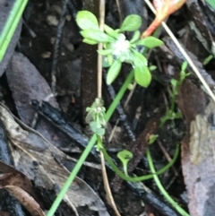 Poranthera microphylla (Small Poranthera) at Captains Flat, NSW - 15 Jan 2022 by Tapirlord