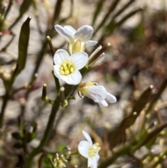 Cardamine lilacina (Lilac Bitter-cress) at Cotter River, ACT - 28 Dec 2021 by Ned_Johnston