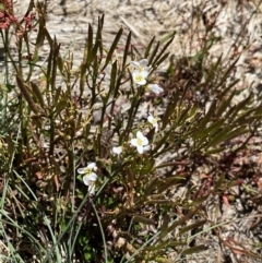 Cardamine lilacina at Cotter River, ACT - 28 Dec 2021