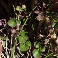 Cardamine lilacina at Cotter River, ACT - 28 Dec 2021 02:18 PM