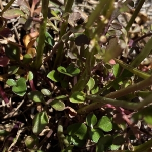 Cardamine lilacina at Cotter River, ACT - 28 Dec 2021