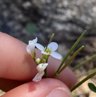 Cardamine lilacina (Lilac Bitter-cress) at Bimberi, NSW - 28 Dec 2021 by Ned_Johnston