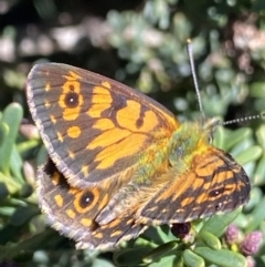 Oreixenica orichora (Spotted Alpine Xenica) at Bimberi Nature Reserve - 28 Dec 2021 by Ned_Johnston