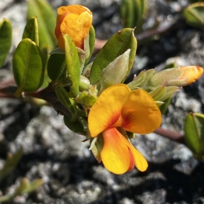 Podolobium alpestre (Shaggy Alpine Pea) at Bimberi, NSW - 28 Dec 2021 by NedJohnston