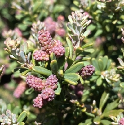 Podocarpus lawrencei (Mountain Plum Pine) at Bimberi, NSW - 28 Dec 2021 by Ned_Johnston