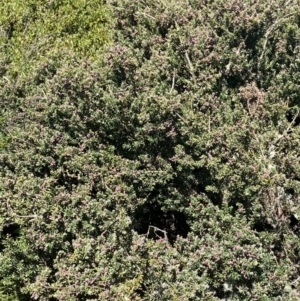 Podocarpus lawrencei at Bimberi, NSW - 28 Dec 2021