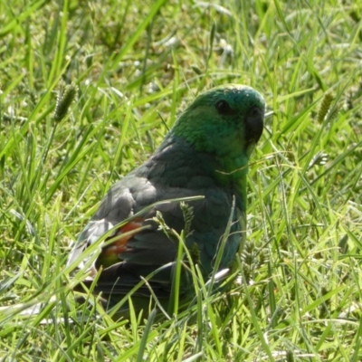 Psephotus haematonotus (Red-rumped Parrot) at Mount Ainslie to Black Mountain - 19 Jan 2022 by SteveBorkowskis