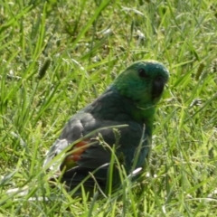 Psephotus haematonotus at Parkes, ACT - 19 Jan 2022