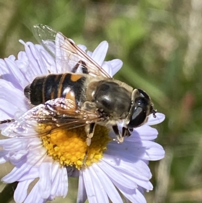 Eristalis tenax (Drone fly) at Cotter River, ACT - 28 Dec 2021 by Ned_Johnston
