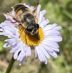 Eristalis tenax at Cotter River, ACT - 28 Dec 2021