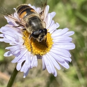 Eristalis tenax at Cotter River, ACT - 28 Dec 2021