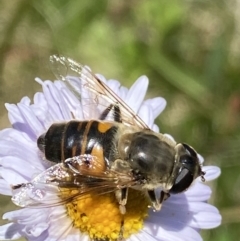 Eristalis tenax at Cotter River, ACT - 28 Dec 2021