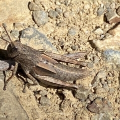 Percassa rugifrons (Mountain Grasshopper) at Cotter River, ACT - 28 Dec 2021 by Ned_Johnston