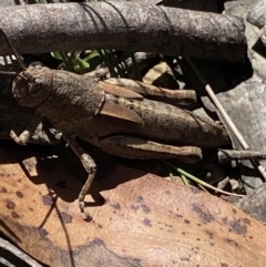 Percassa rugifrons at Cotter River, ACT - 28 Dec 2021