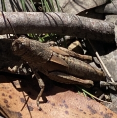 Percassa rugifrons at Cotter River, ACT - 28 Dec 2021