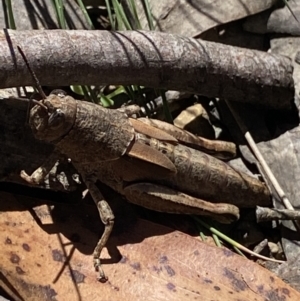 Percassa rugifrons at Cotter River, ACT - 28 Dec 2021