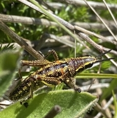 Monistria concinna (Southern Pyrgomorph) at Cotter River, ACT - 28 Dec 2021 by NedJohnston