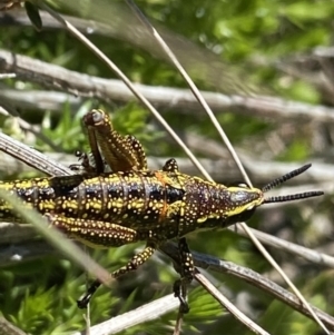 Monistria concinna at Cotter River, ACT - 28 Dec 2021