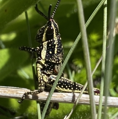 Monistria concinna (Southern Pyrgomorph) at Cotter River, ACT - 28 Dec 2021 by Ned_Johnston