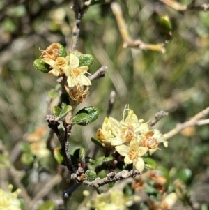 Phebalium squamulosum subsp. ozothamnoides at Cotter River, ACT - 28 Dec 2021