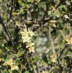 Phebalium squamulosum subsp. ozothamnoides at Cotter River, ACT - 28 Dec 2021