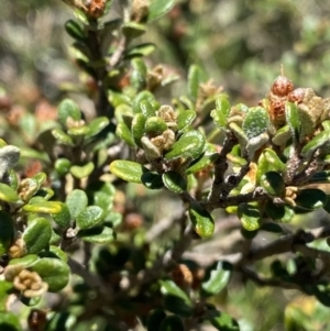 Phebalium squamulosum subsp. ozothamnoides at Cotter River, ACT - 28 Dec 2021