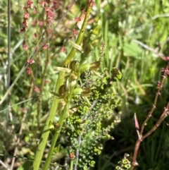 Phebalium squamulosum subsp. ozothamnoides at Cotter River, ACT - 28 Dec 2021