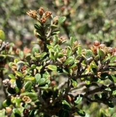 Phebalium squamulosum subsp. ozothamnoides at Cotter River, ACT - 28 Dec 2021