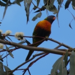 Trichoglossus moluccanus (Rainbow Lorikeet) at Mount Ainslie to Black Mountain - 19 Jan 2022 by SteveBorkowskis