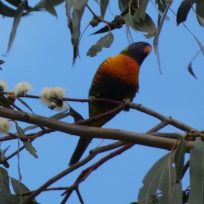 Trichoglossus moluccanus (Rainbow Lorikeet) at Commonwealth & Kings Parks - 19 Jan 2022 by Steve_Bok