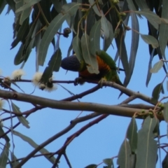 Trichoglossus moluccanus at Russell, ACT - 19 Jan 2022