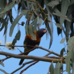 Trichoglossus moluccanus at Russell, ACT - 19 Jan 2022