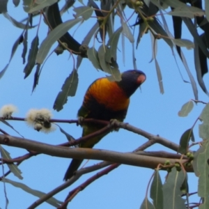 Trichoglossus moluccanus at Russell, ACT - 19 Jan 2022