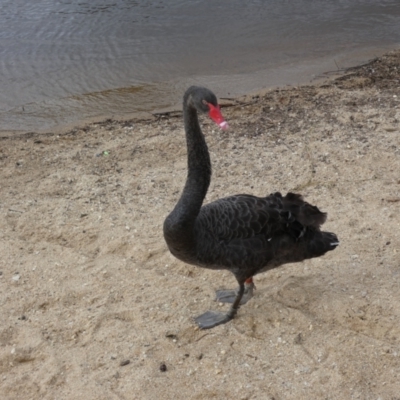 Cygnus atratus (Black Swan) at Mount Ainslie to Black Mountain - 19 Jan 2022 by SteveBorkowskis