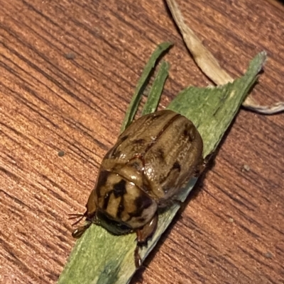 Cyclocephala signaticollis (Argentinian scarab) at O'Connor, ACT - 4 Jan 2022 by NedJohnston
