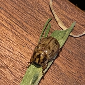 Cyclocephala signaticollis at O'Connor, ACT - 4 Jan 2022