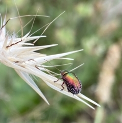 Edusella sp. (genus) (A leaf beetle) at Kambah, ACT - 3 Jan 2022 by NedJohnston