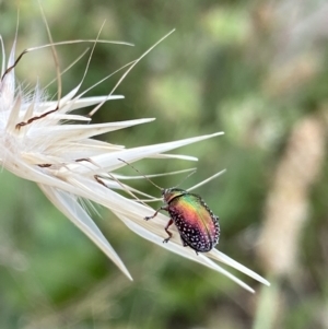 Edusella sp. (genus) at Kambah, ACT - 3 Jan 2022